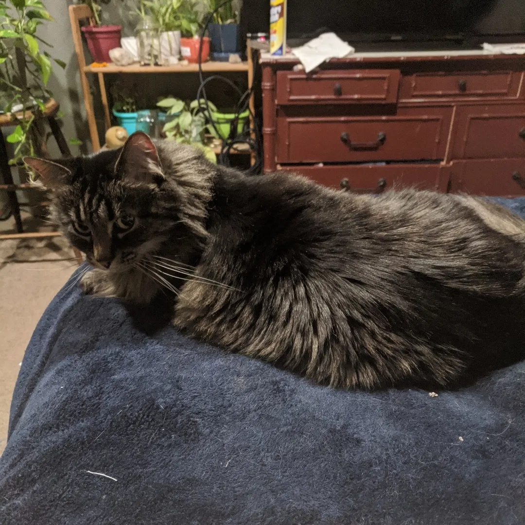 Lost cat in Lancaster, PA, 17603