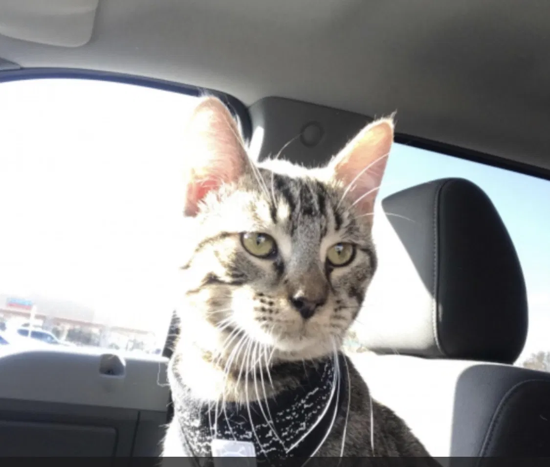 Lost cat in Lubbock, TX, 79423