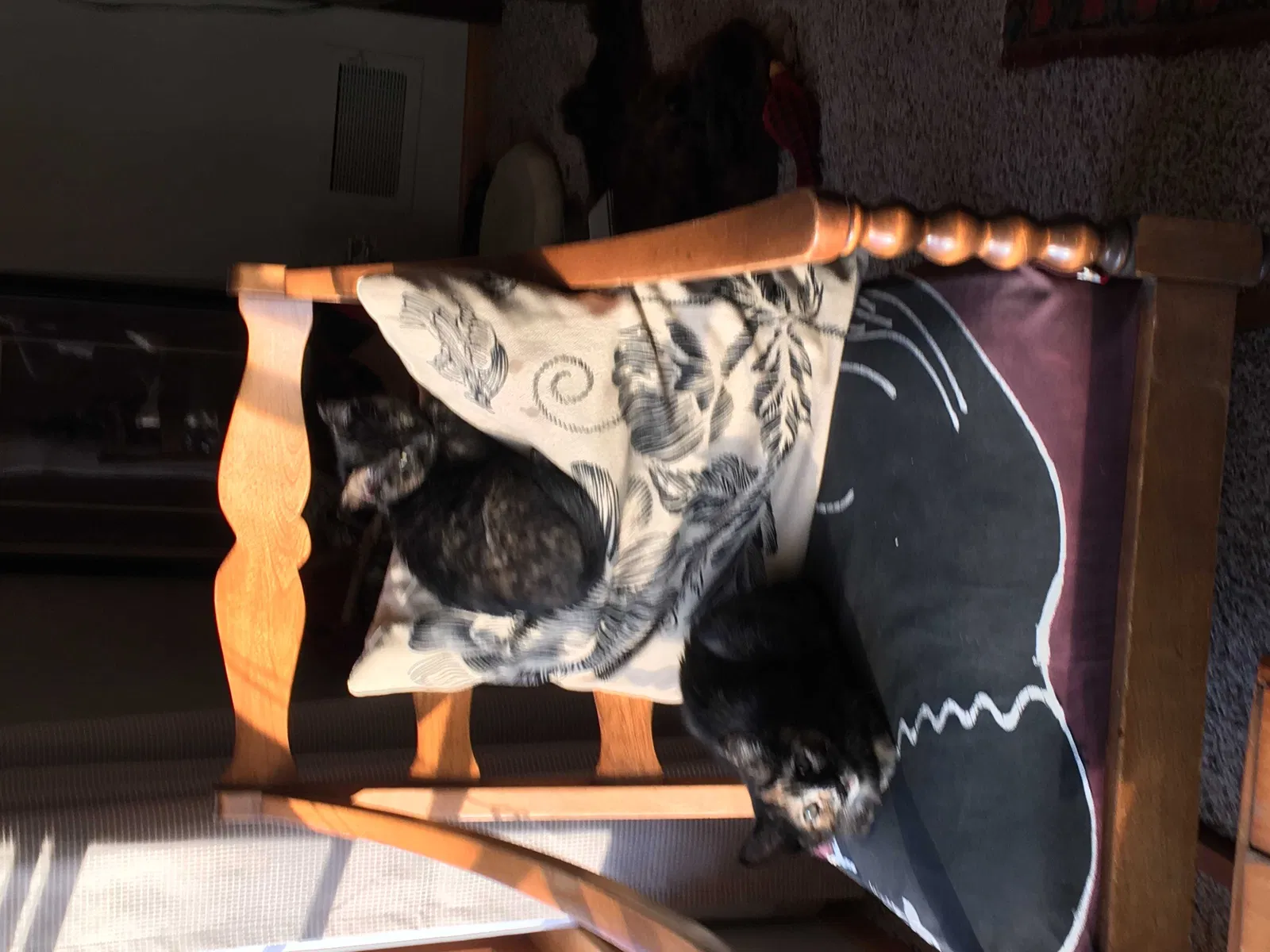 Lost cat in Minneapolis, MN, 55410