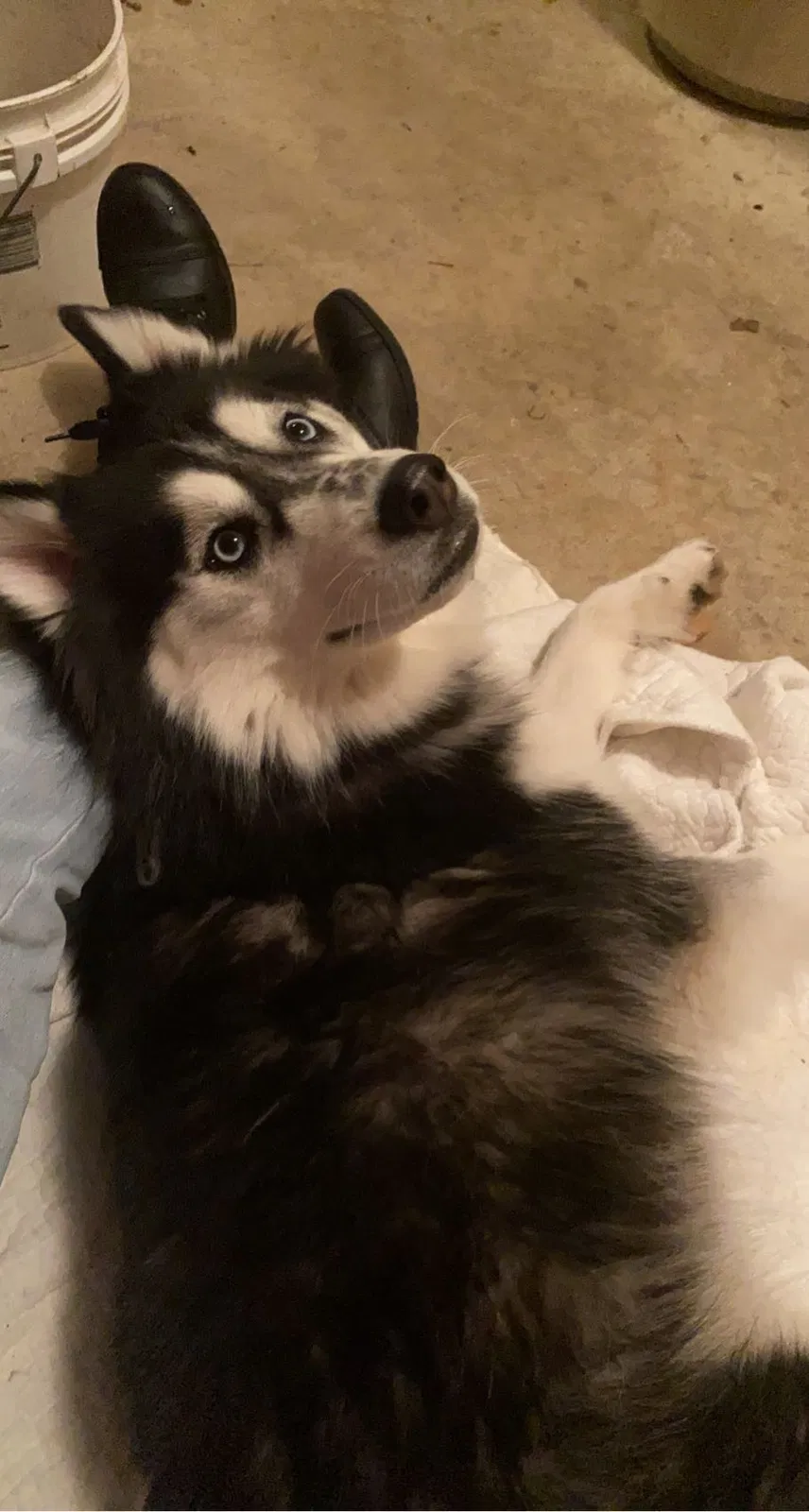 Found dog in Vandalia, OH, 45377