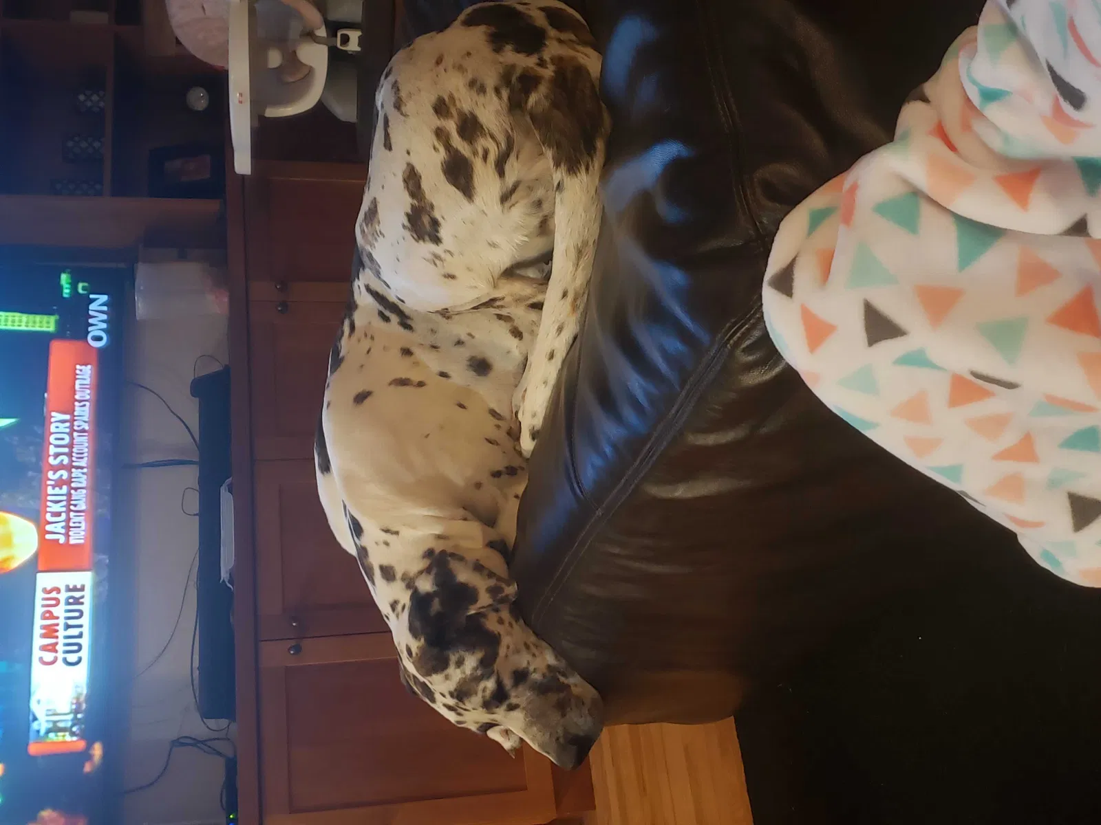 Lost dog in Loveland, CO, 80538