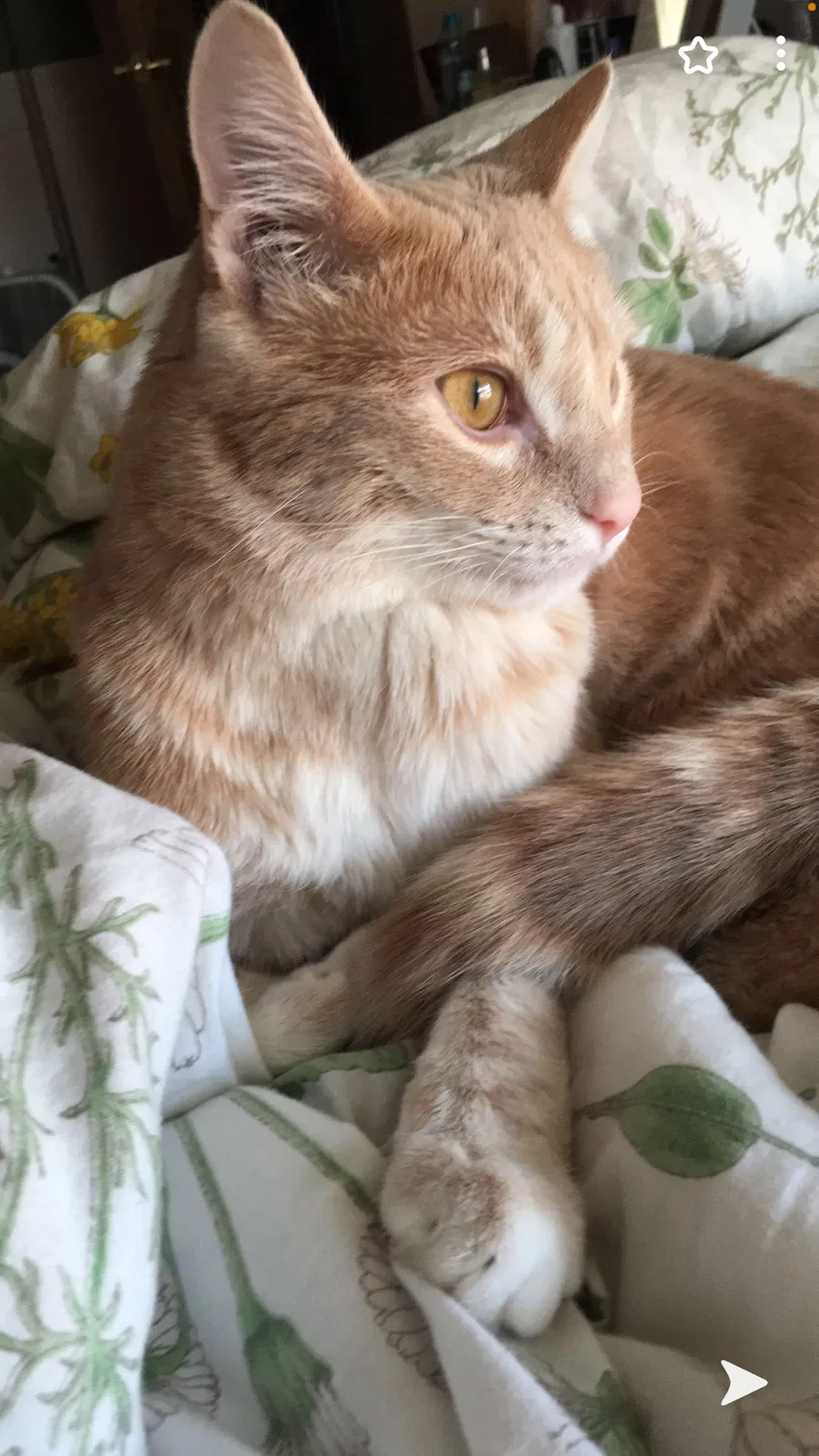 Lost cat in West Lafayette, IN, 47906