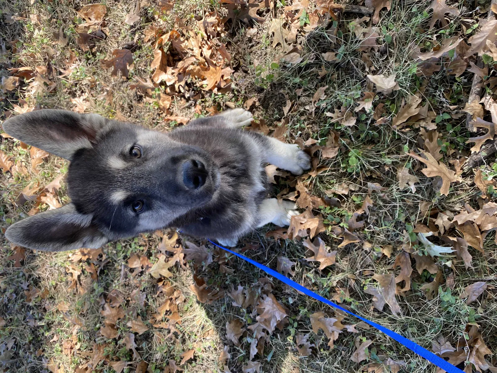 Lost dog in Austin, TX, 78735