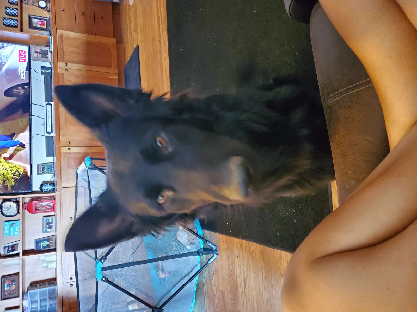 Lost dog in Loveland, CO, 80538