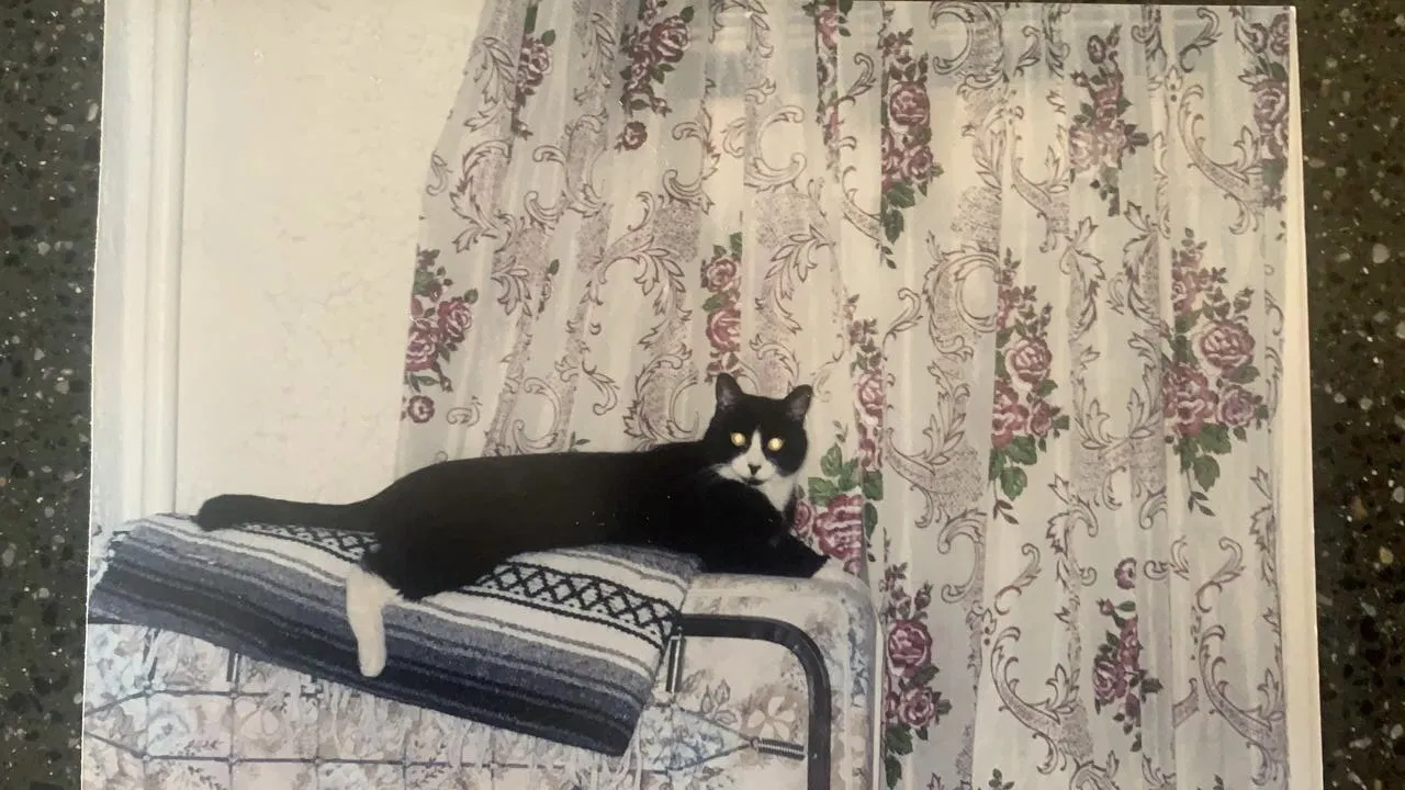Lost cat in Brooklyn, NY, 11209