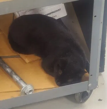 Lost cat in Kernersville, NC, 27284