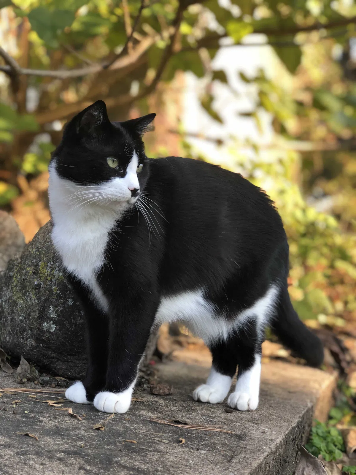 Lost cat in Lynchburg, VA, 24503