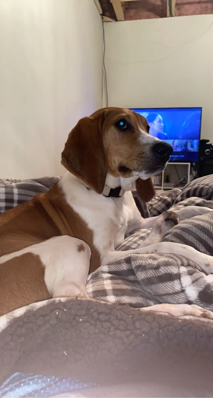 Lost dog in Bunker Hill, WV, 25413