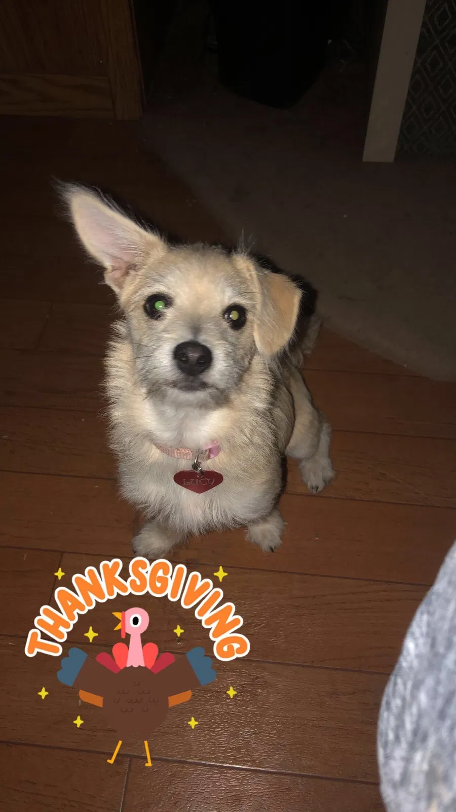 Lost dog in Midland, TX, 79706