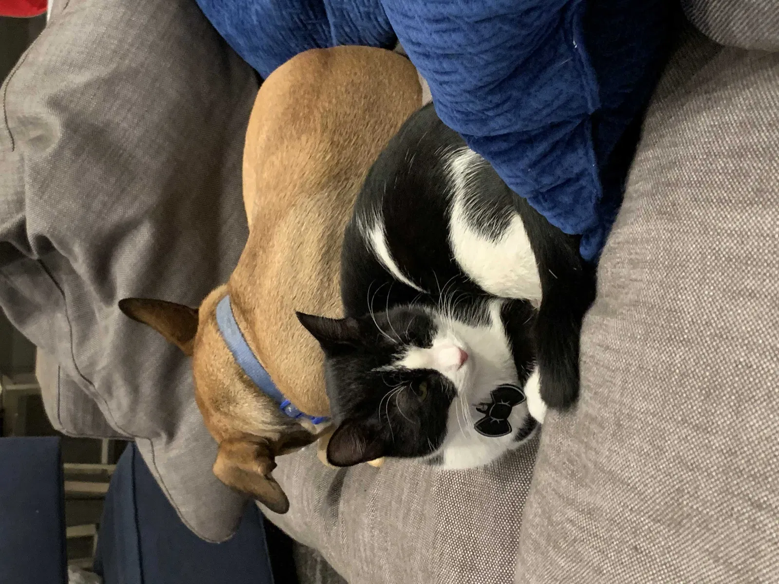 Lost cat in Peoria, AZ, 85383