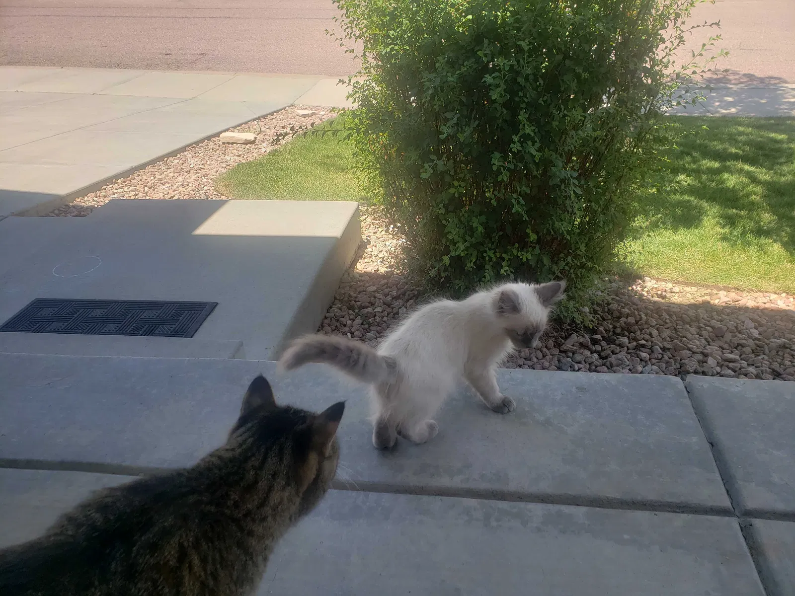 Lost cat in Fountain, CO, 80817