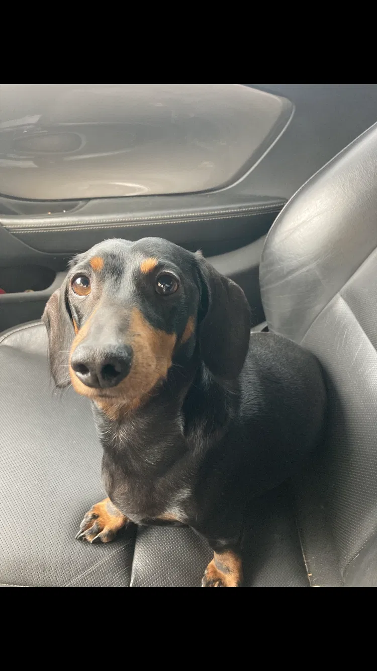 Lost dog in Mullins, SC, 29574