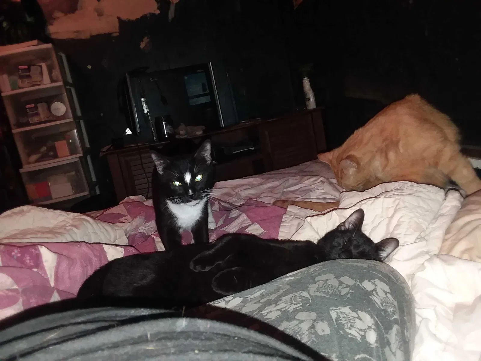 Lost cat in Morristown, TN, 37813