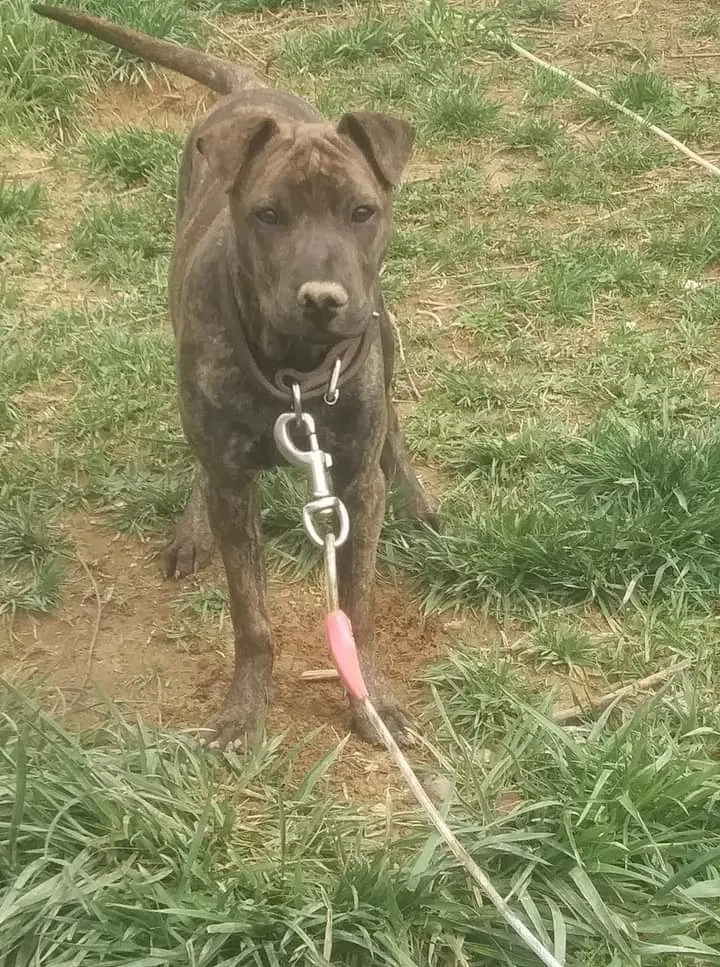 Lost dog in Morristown, TN, 37813