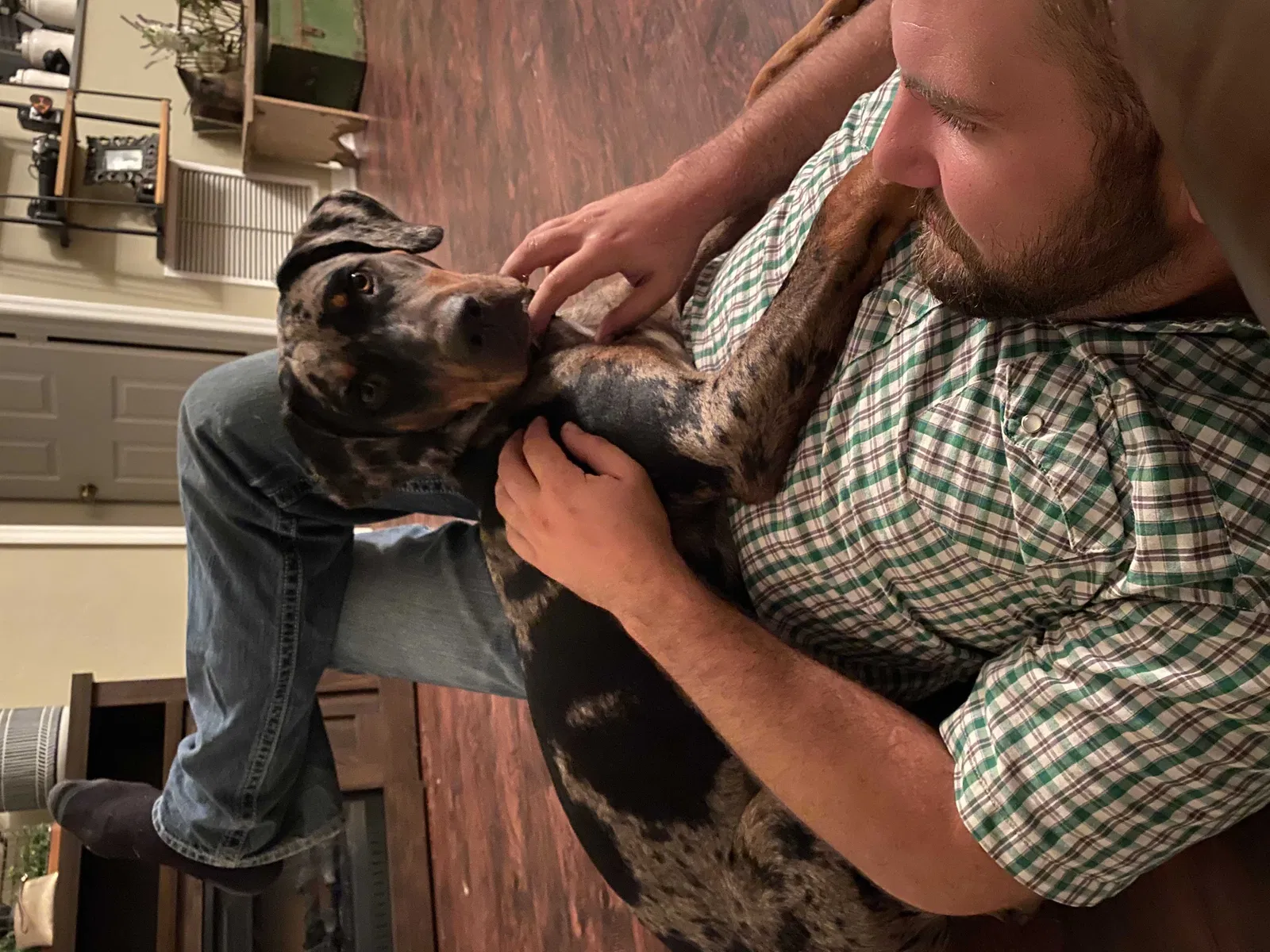 Lost dog in Lake City, FL, 32024