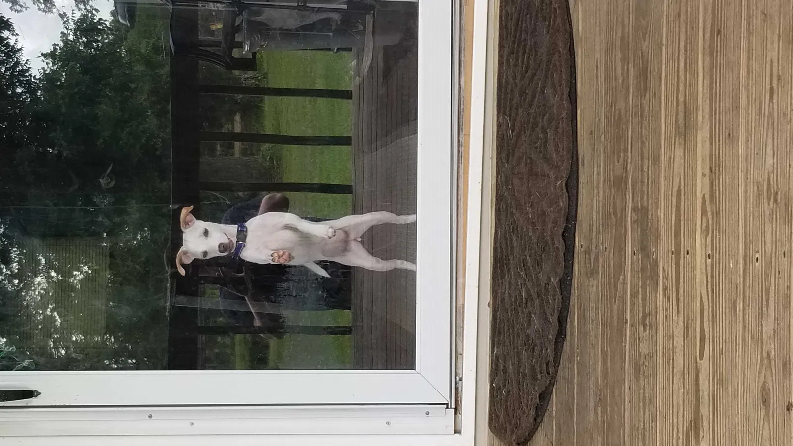 Lost dog in Montgomery, AL, 36107