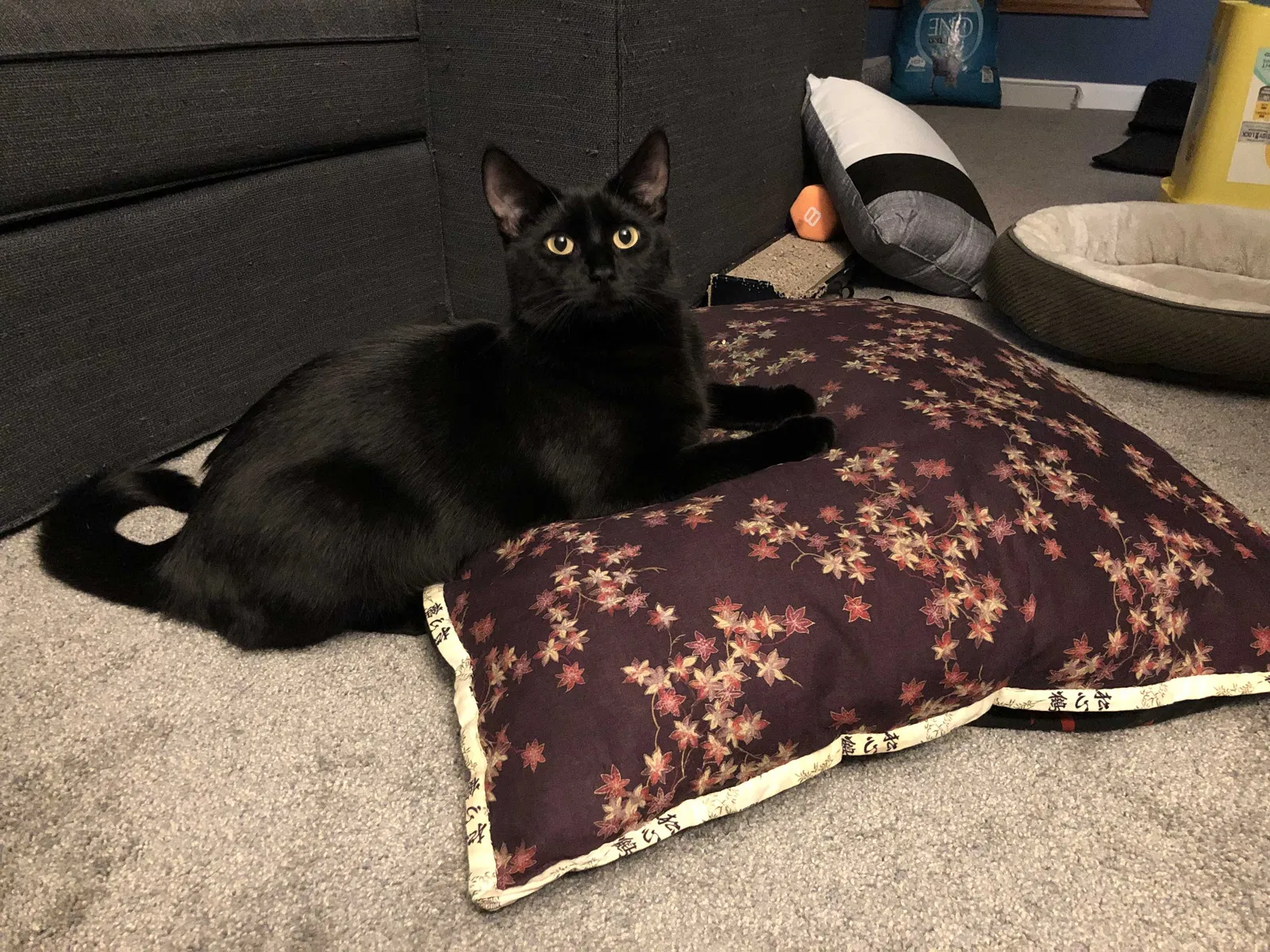 Lost cat in Carol Stream, IL, 60188