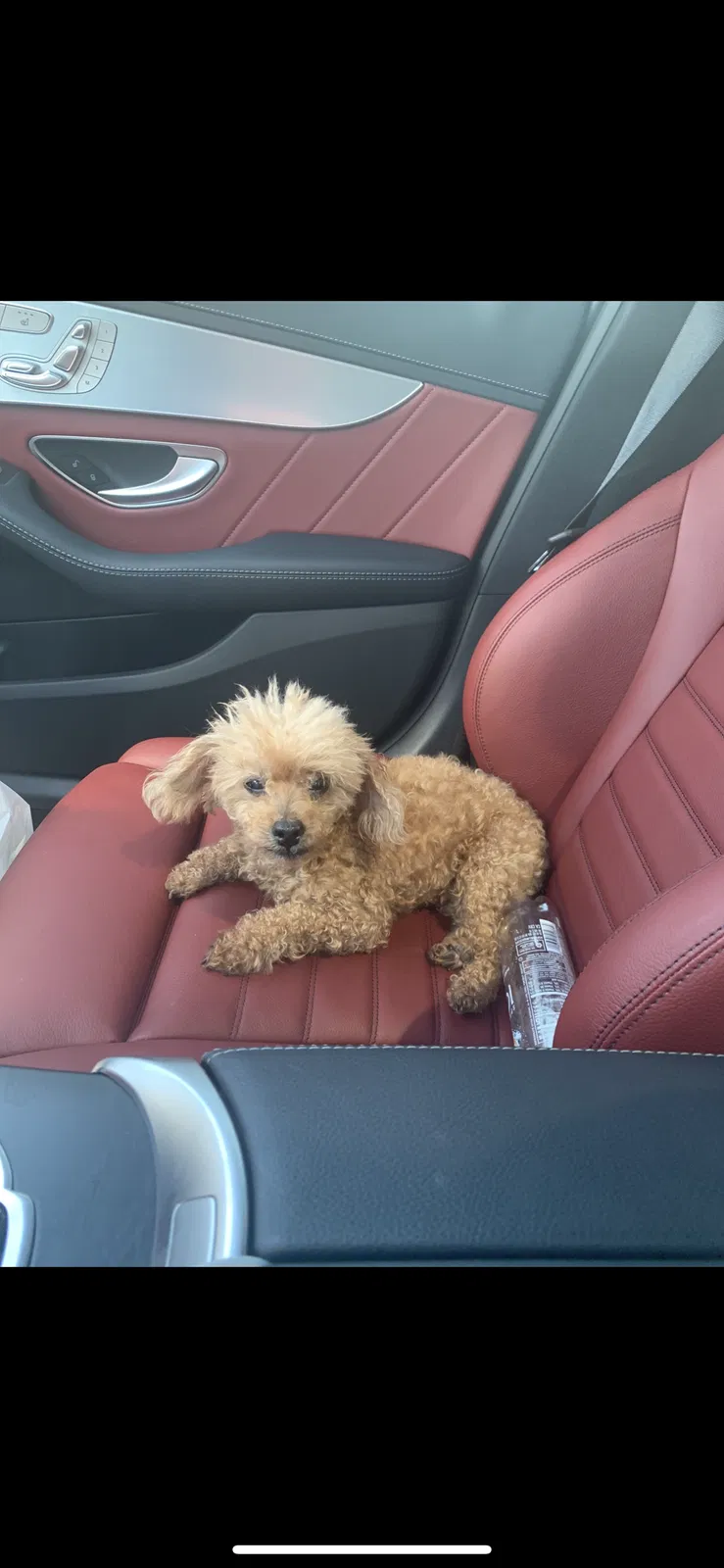 Lost dog in Lenoir City, TN, 37772