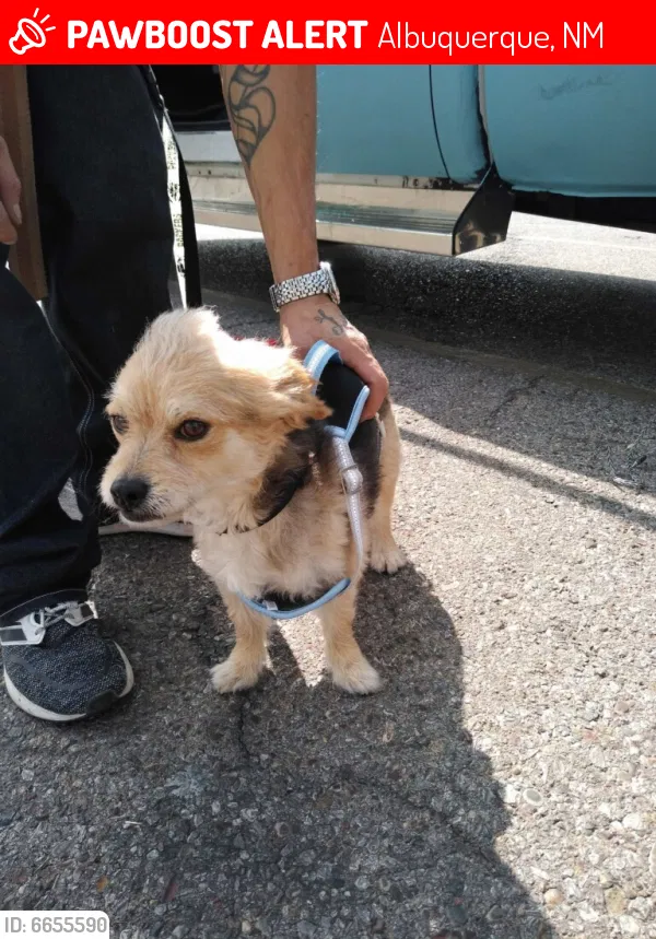 Lost dog in Albuquerque, NM, 87108