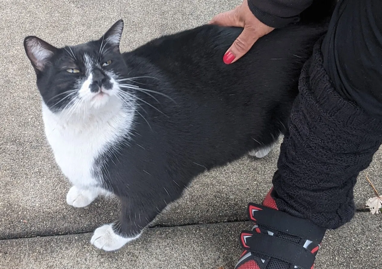 Found cat in Rowland Heights, CA, 91748