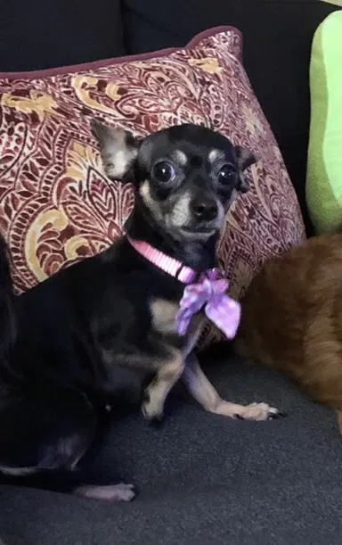 Lost dog in Santa Ana, CA, 92704