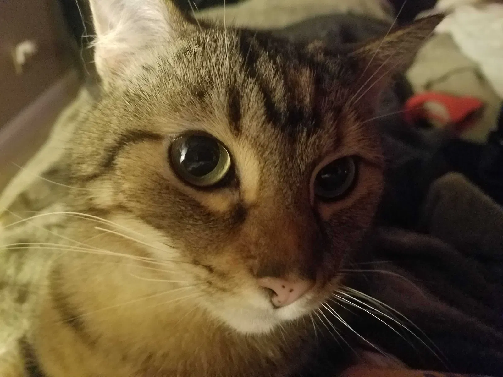 Lost cat in Cardiff By The Sea, CA, 92007