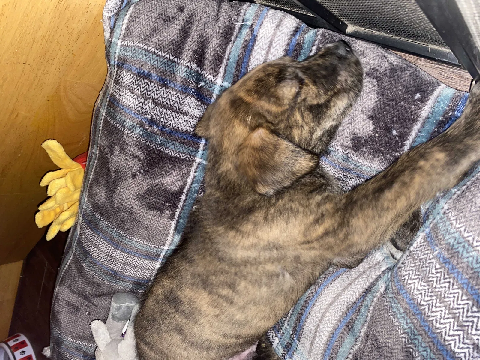 Found dog in Oklahoma City, OK, 73139