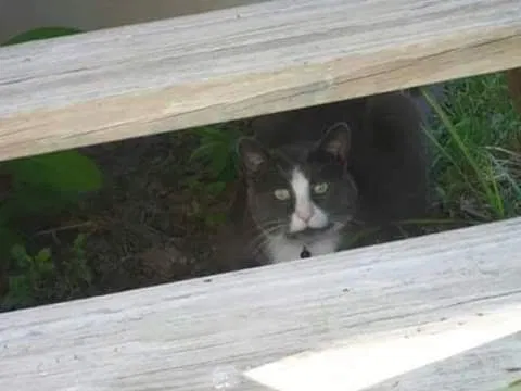 Lost cat in Pemberton, NJ, 8068