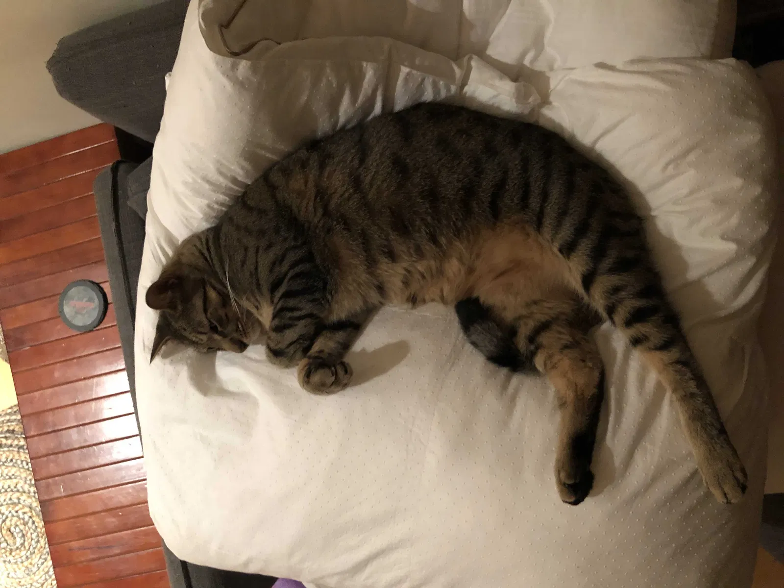 Lost cat in San Francisco, CA, 94131