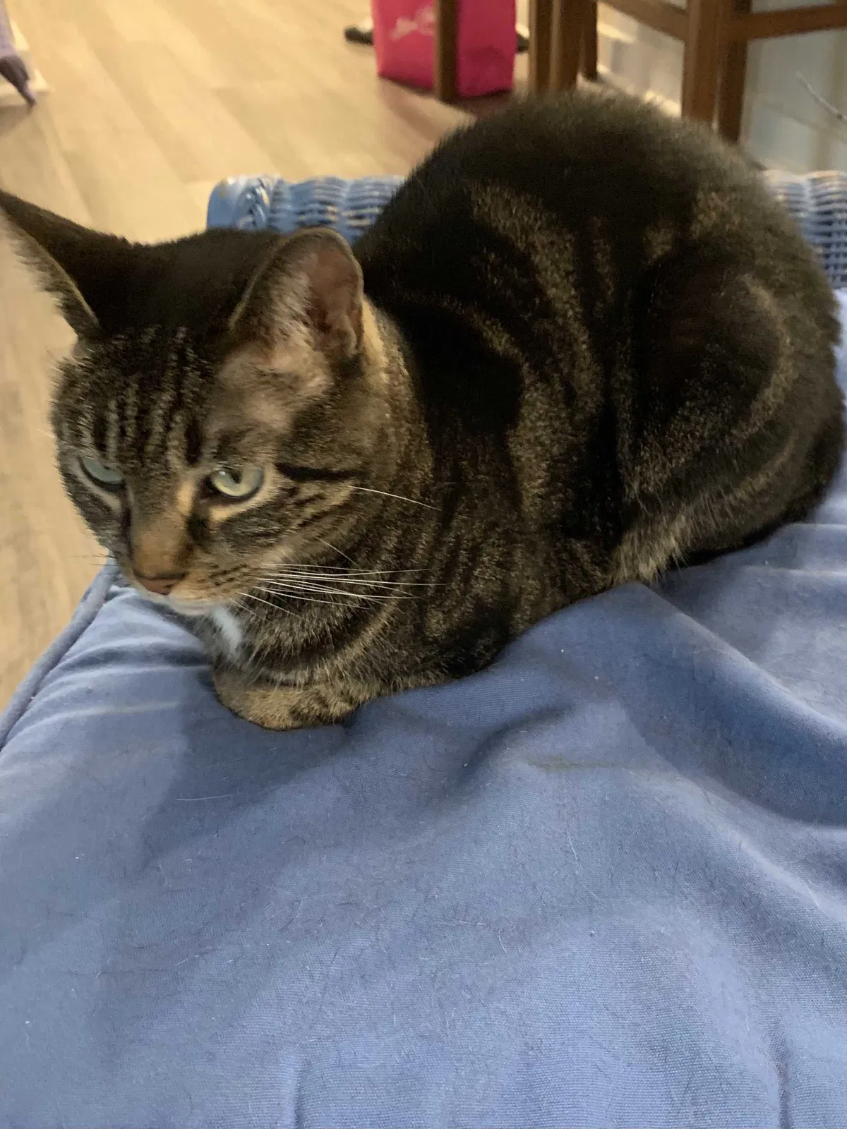 Lost cat in Panama City, FL, 32405