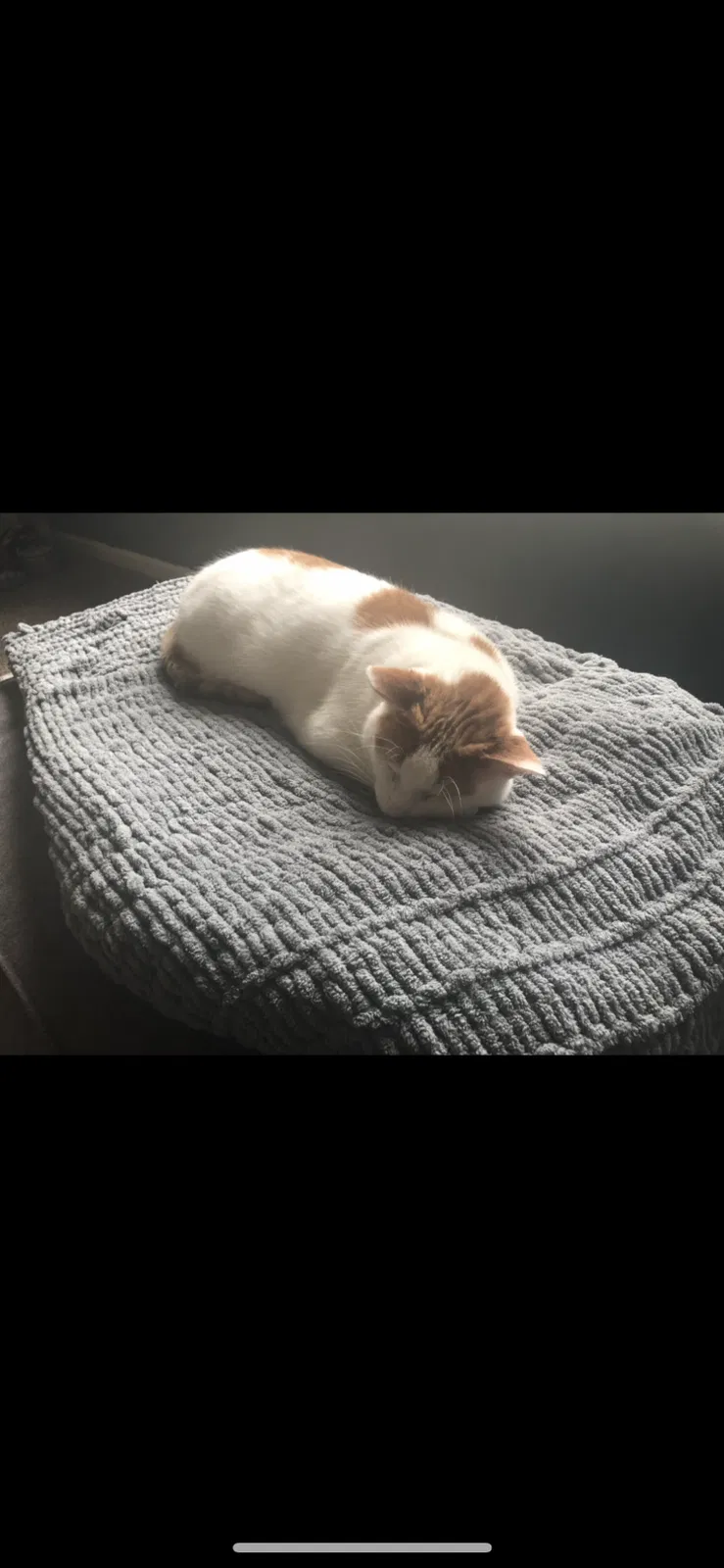 Lost cat in Adrian, MI, 49221