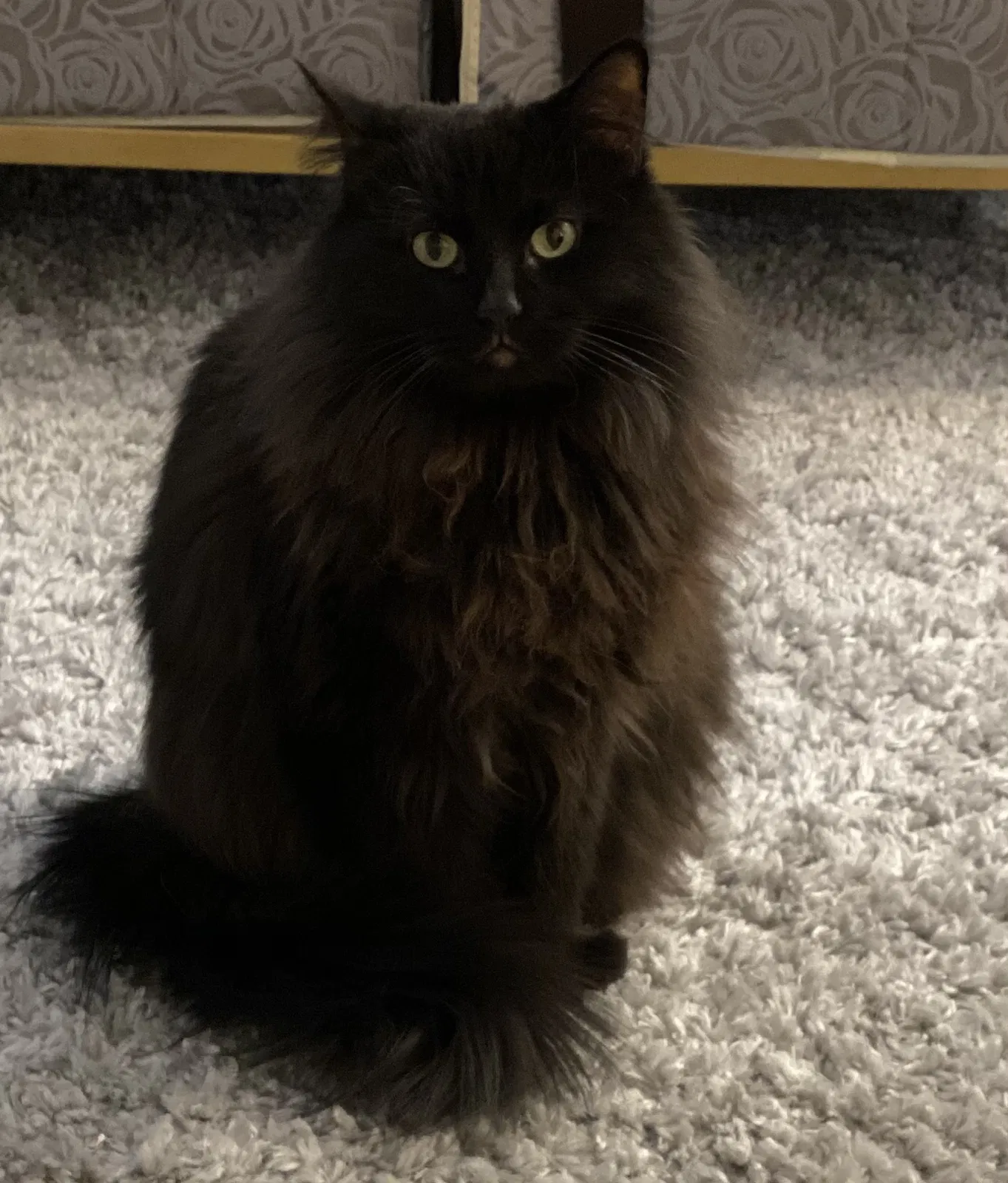 Lost cat in Glendale, AZ, 85308