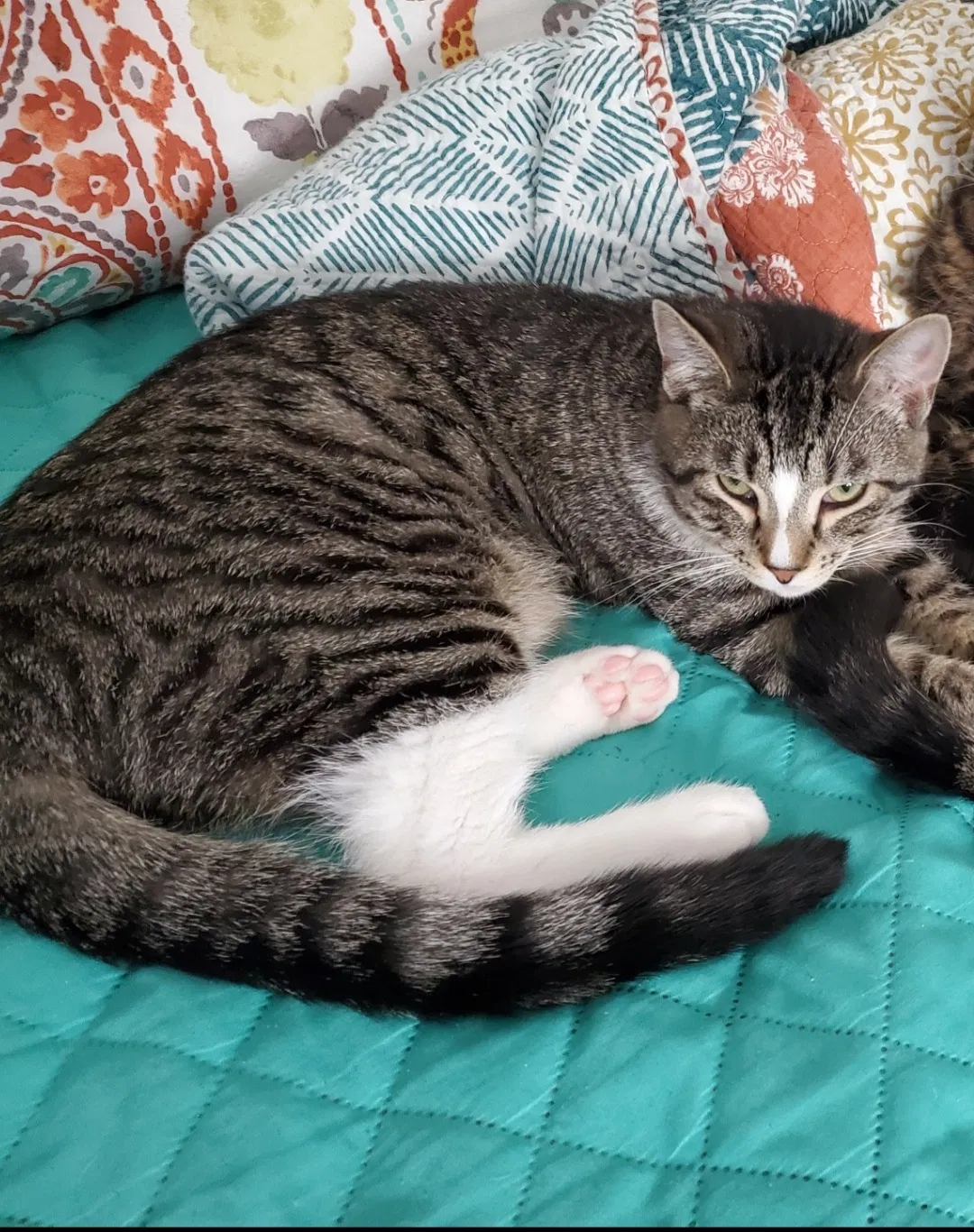 Lost cat in Crystal Lake, IL, 60014