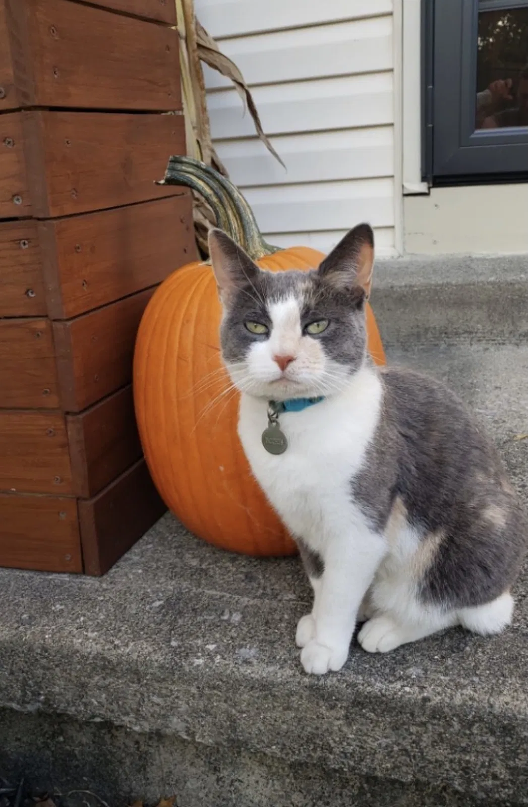 Lost cat in Columbus, OH, 43230