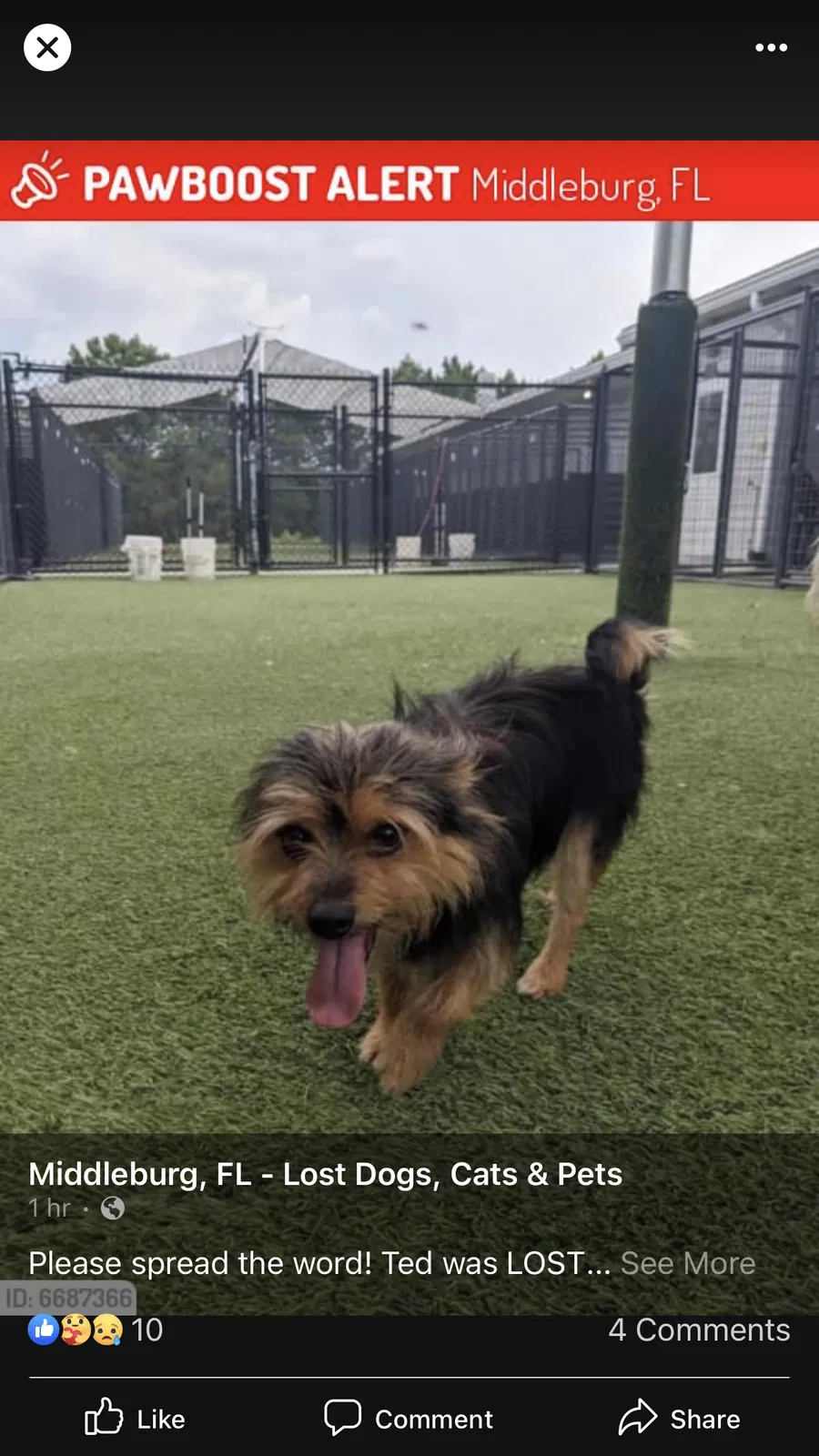 Lost dog in Middleburg, FL, 32068