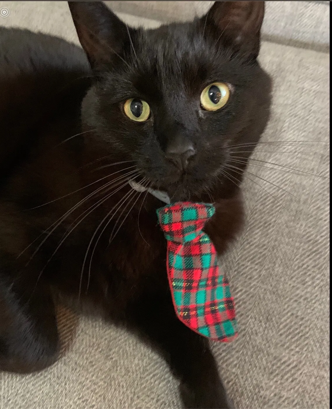 Lost cat in Delaware, OH, 43015