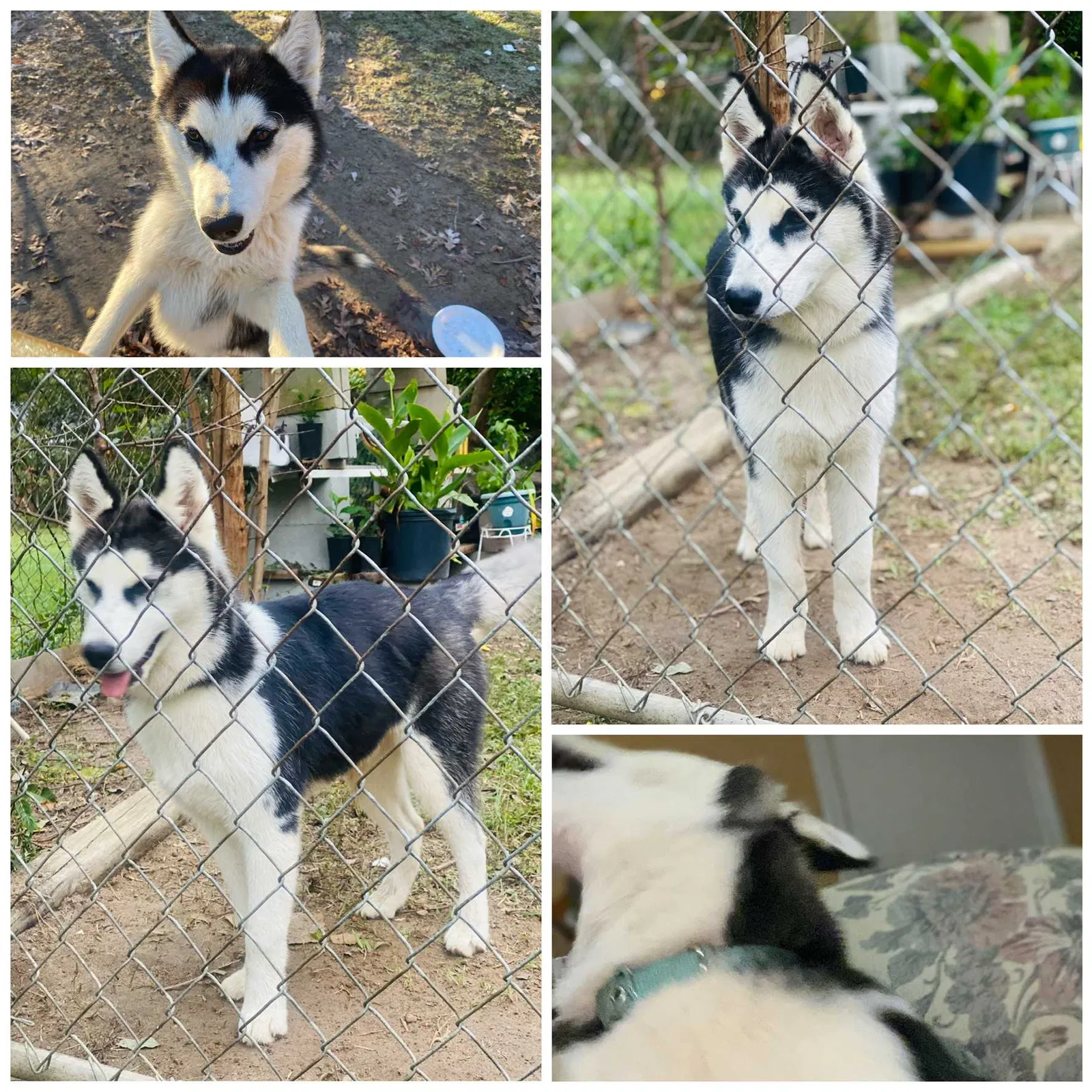 Lost dog in Macon, GA, 31206