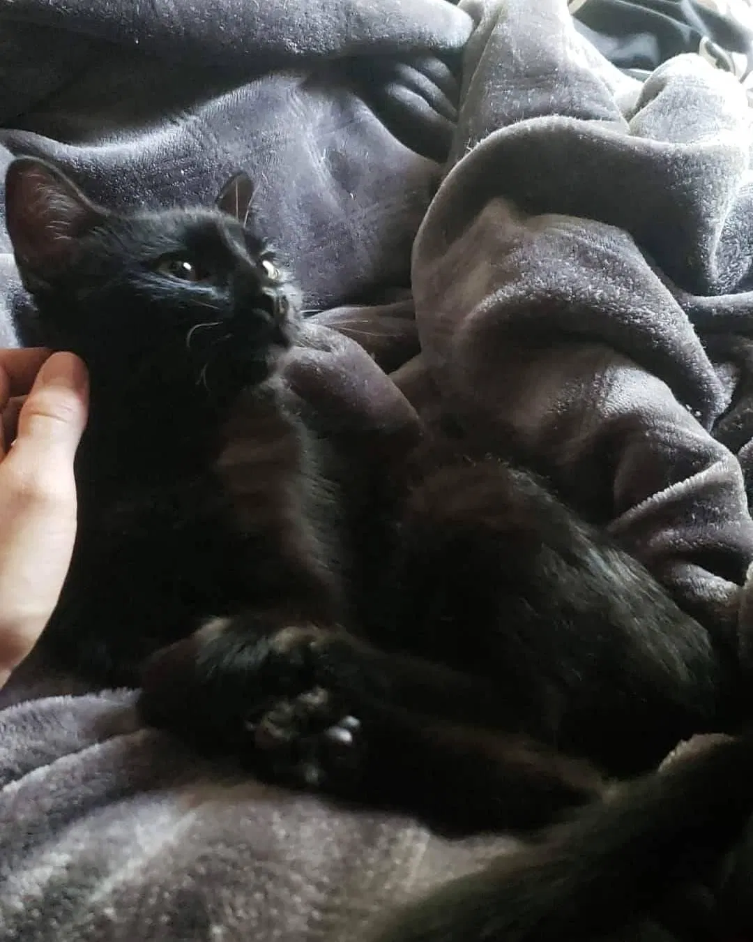 Lost cat in Woodstock, IL, 60098