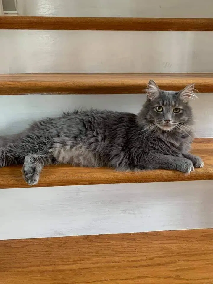 Lost cat in Hagerstown, MD, 21742