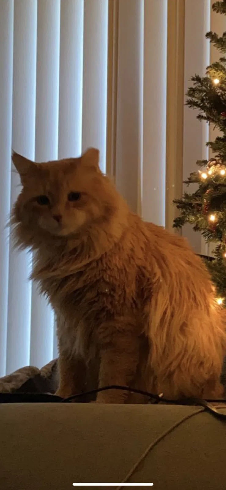 Lost cat in Flagstaff, AZ, 86001