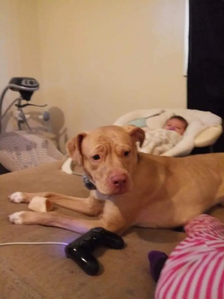 Lost dog in Shenandoah, VA, 22849