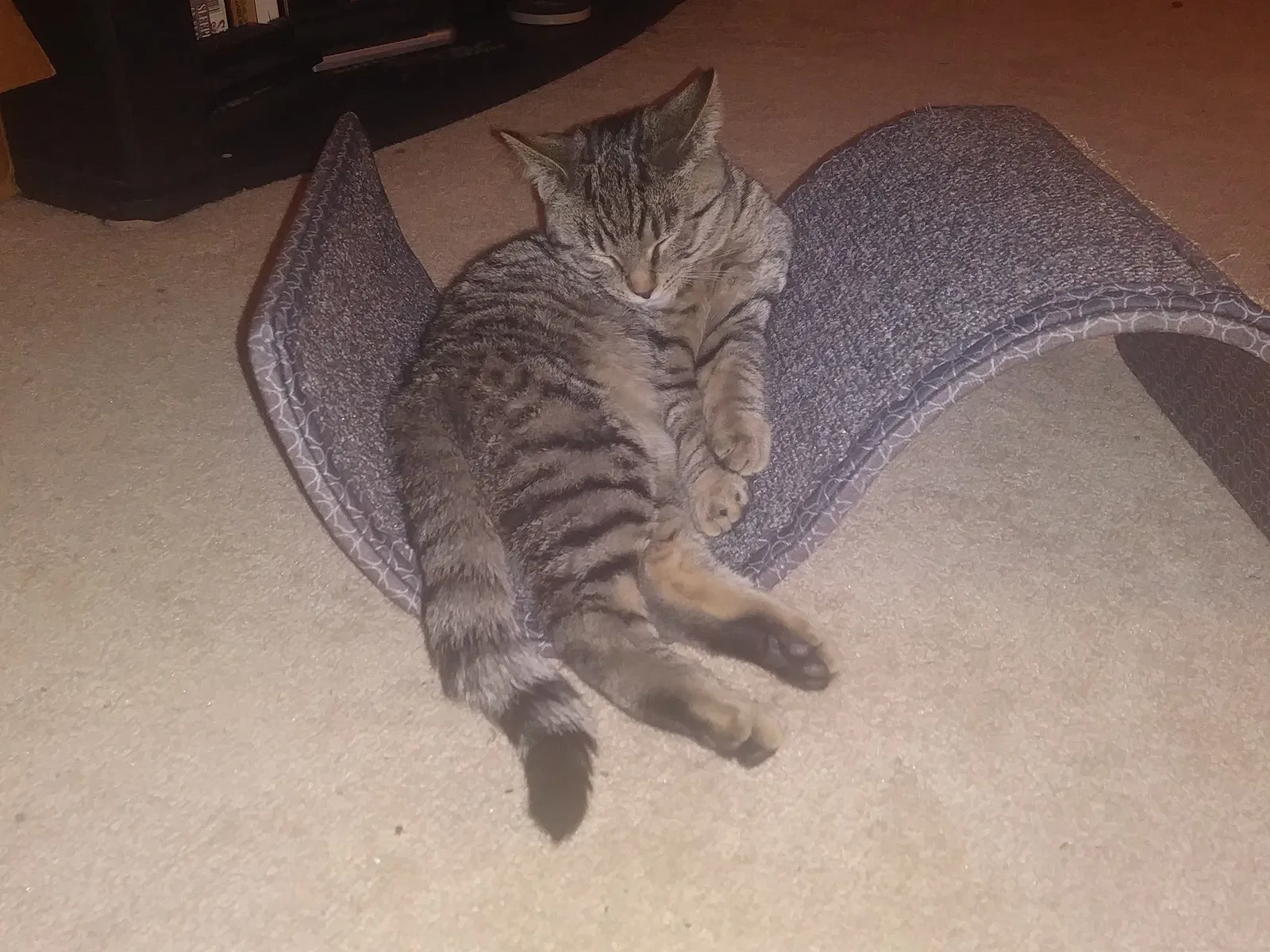 Lost cat in Warren, MI, 48093