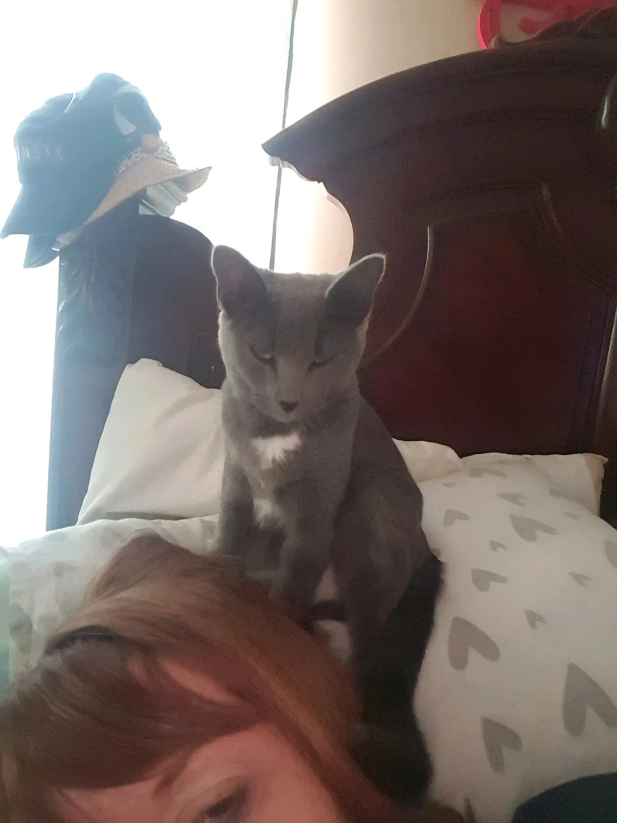 Lost cat in Chattanooga, TN, 37416
