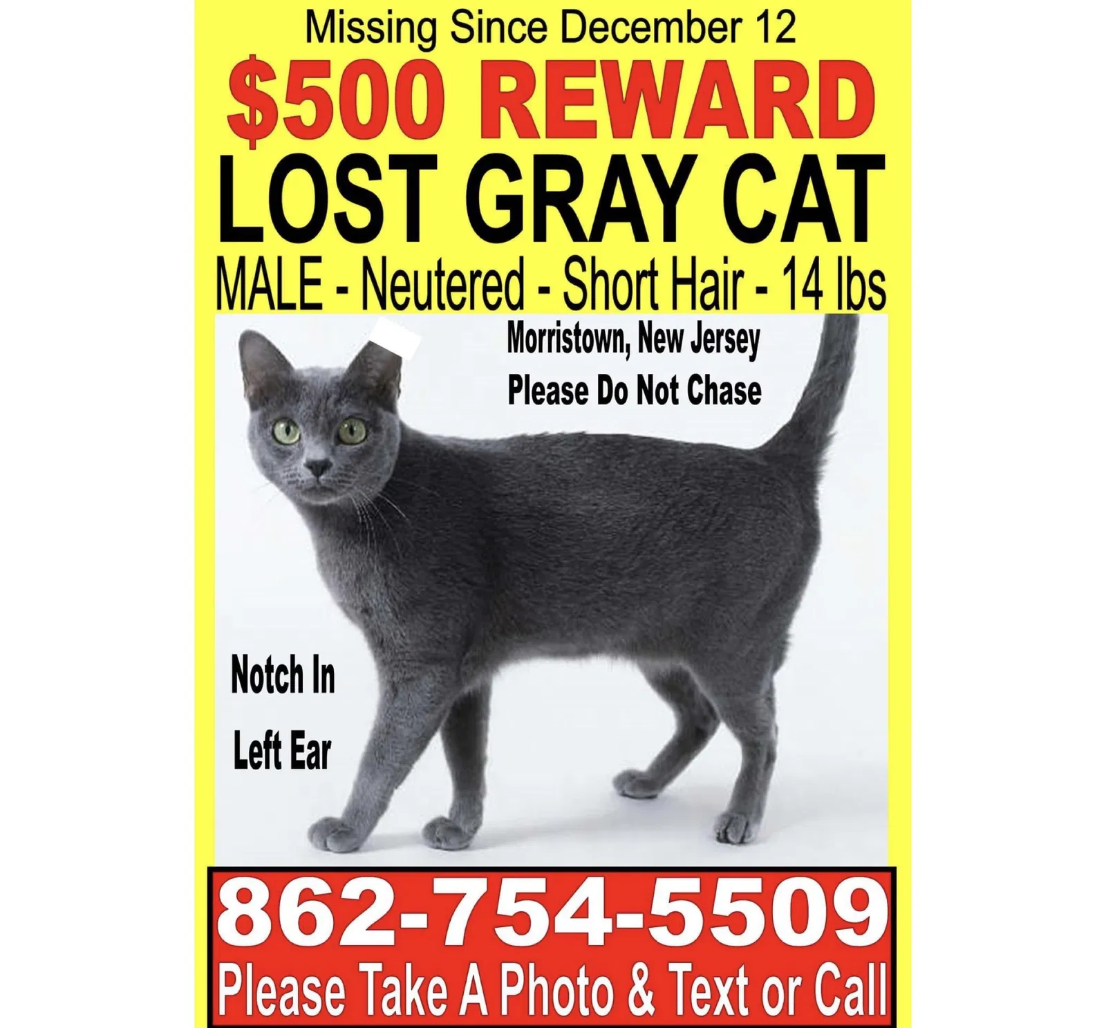 Lost cat in Morristown, NJ, 7960