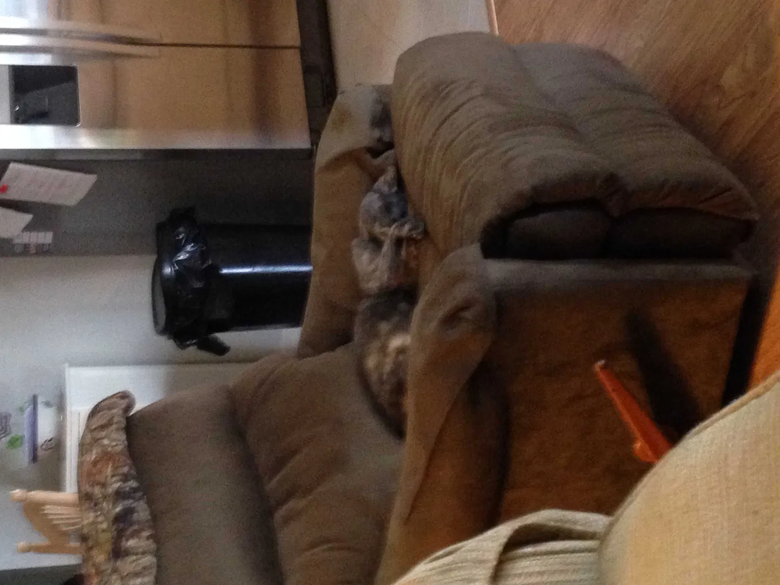 Lost cat in Myrtle Beach, SC, 29575