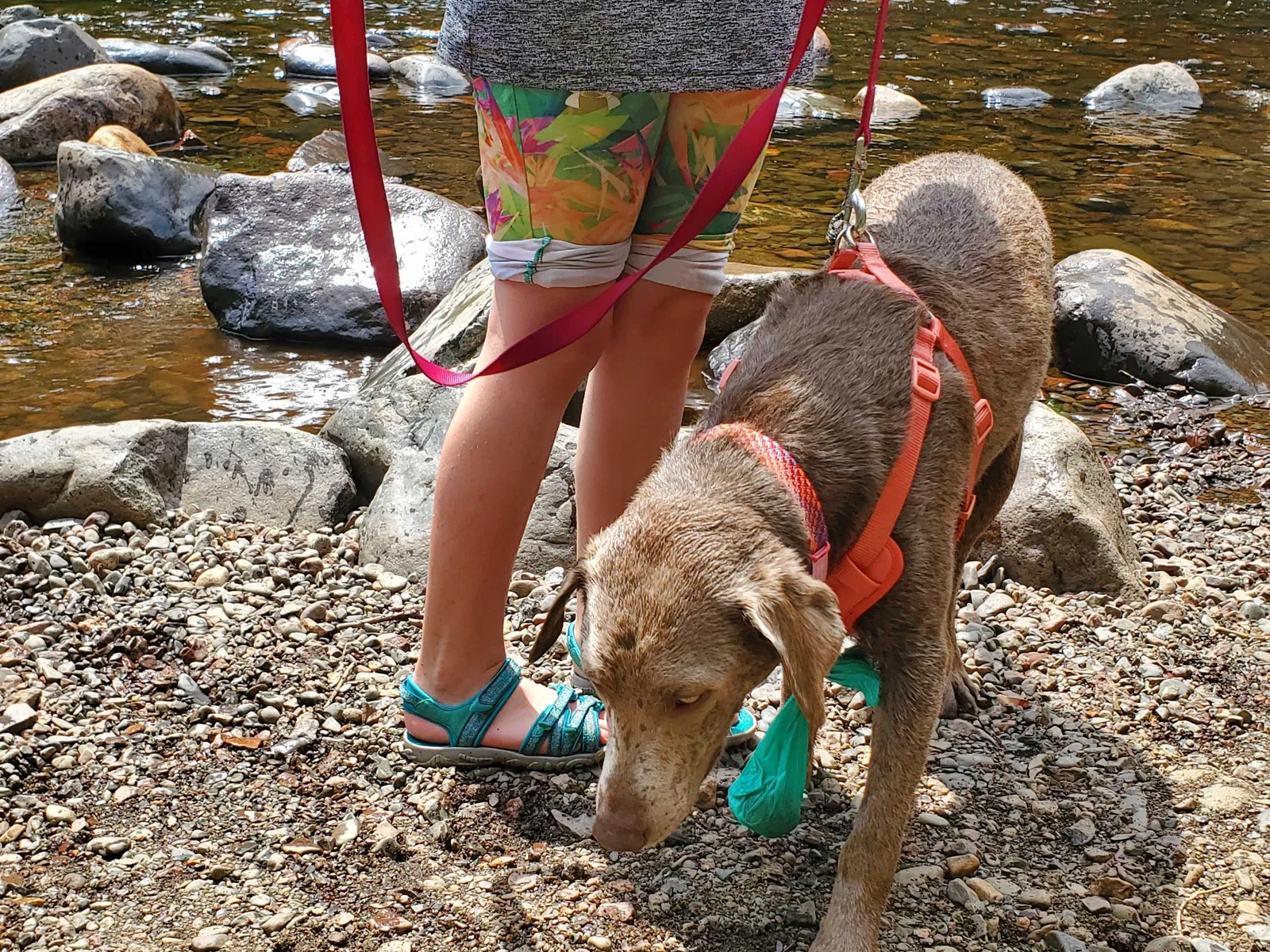 Lost dog in Long Prairie, MN, 56347