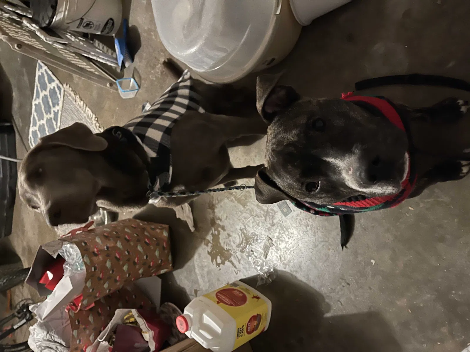 Found dog in Peoria, IL, 61614