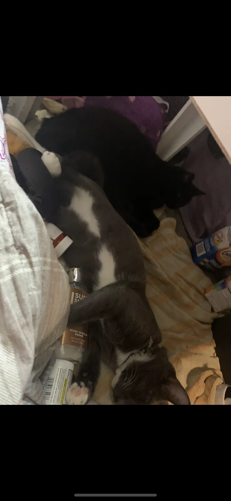 Lost cat in Columbus, OH, 43207