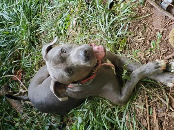 Lost dog in Oklahoma City, OK, 73105