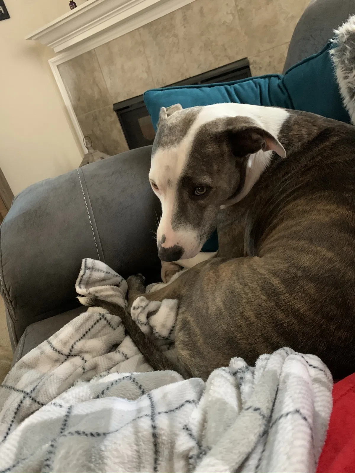 Lost dog in Katy, TX, 77449